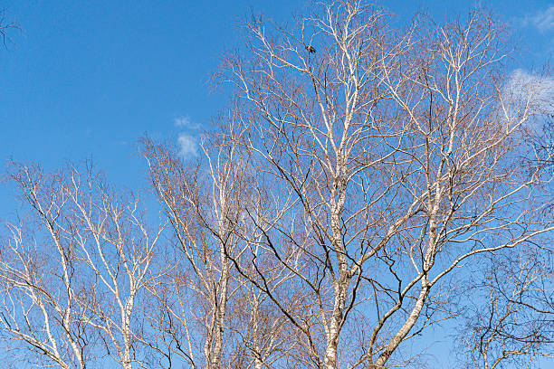 Image of bare deciduous trees against blue sky with a few clouds Open, spacious scene with tree branches prominently displayed in the foreground, suitable for themes like nature, freedom, transition