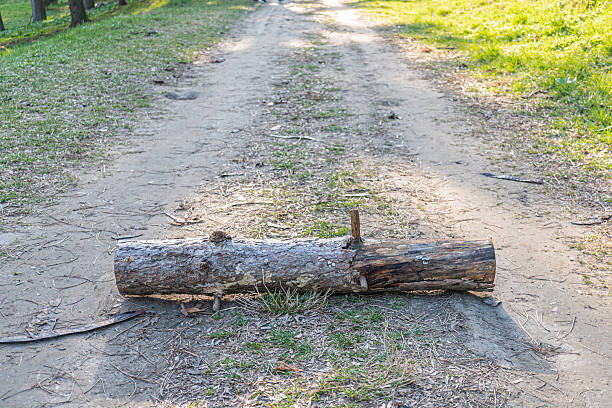 istock A natural log lies on a dirt path surrounded by grass and fallen leaves, under sunlight casting shadows The scene appears peaceful, possibly part of a wooded area meant for preservation or explorati 2211492954