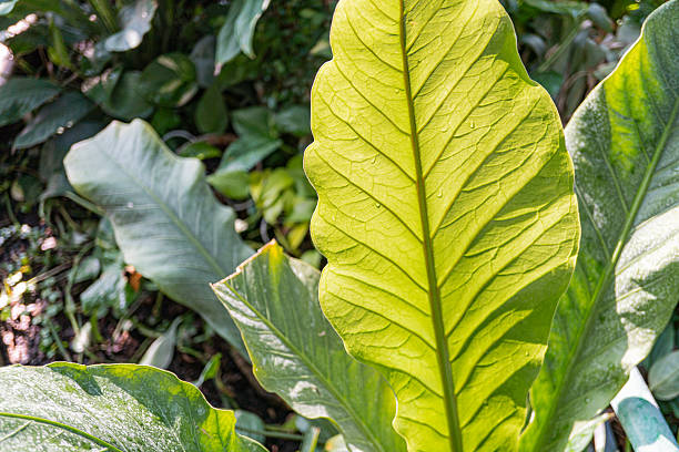istock A large, fresh green leaf under sunlight is showcased in this image, ideal for environmental campaigns or organic product promotions 2211493175