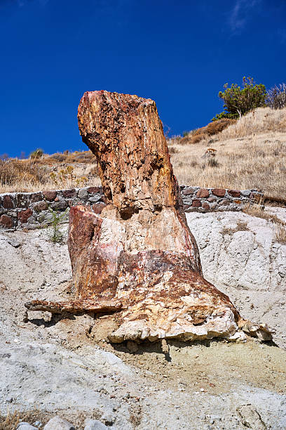 istock fragment of a petrified tree trunk 2211494771