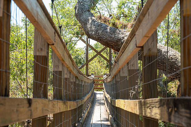 istock Wooden suspension bridge leading to tree in forest park 2211494820