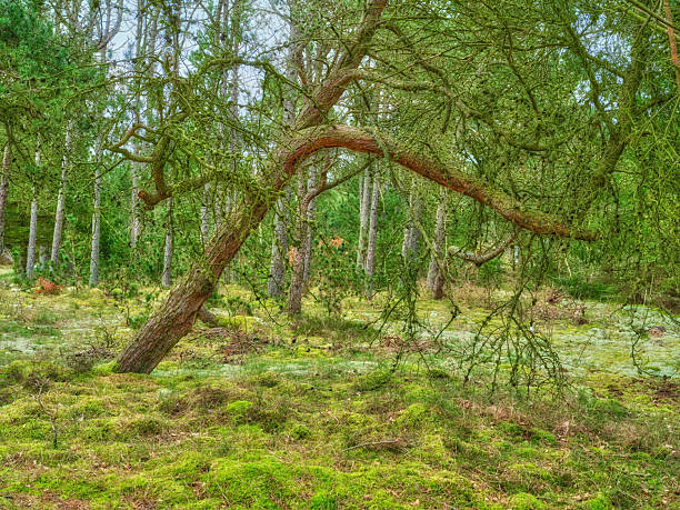Beauty in Nature captured amidst the peaceful essence of a serene forest in Denmark. The vibrant mossy ground and leaning, lush trees evoke feelings of tranquility and natural splendor in this picturesque setting.