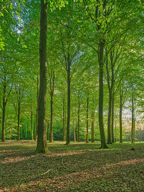 istock Beauty in nature: Serene forest scenery in Denmark with lush green foliage under warm sunlight 2211495785