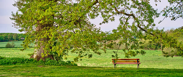 istock Tranquil Rural Scenery with a Wooden Bench Under a Large Oak Tree 2211496260
