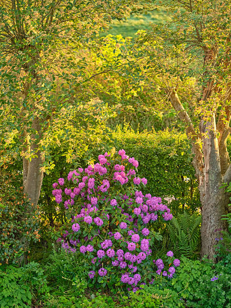 istock Beautiful blooming rhododendron flowers in a vibrant garden setting 2211496264
