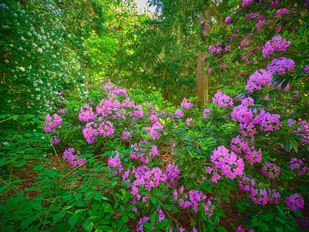Vivid purple rhododendron flowers blooming in a tranquil private garden with lush greenery. An inspiring scene capturing the beauty of nature in full bloom, perfect for gardening and plant enthusiasts.