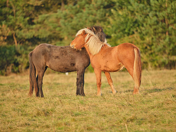 Two ponies are seen standing together in a peaceful meadow, depicting their bond in the serenity of nature. Located in Denmark, this scene reflects the idyllic beauty of life in harmony.