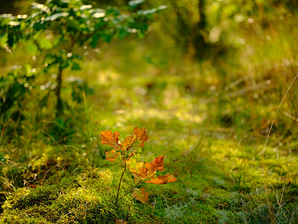 A close-up of a vibrant green mossy forest floor in Denmark, adorned with a small plant showing autumnal colors, bathed in gentle sunlight. The scene reflects serene nature and changing seasons.