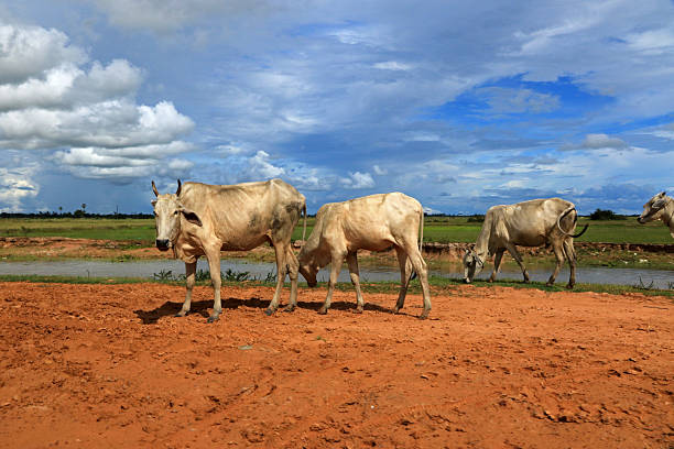 Cows in Tonle Sap, Cambodia
