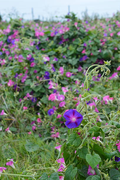 Picture of a pink wild flower