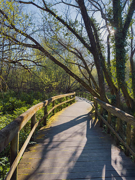 istock Uima River Sunlit Walkway. A wooden walkway with rustic railings curves through a sun-drenched forest alongside the Uima River in Santa Maria da Feira, Portugal, casting long shadows 2211500694