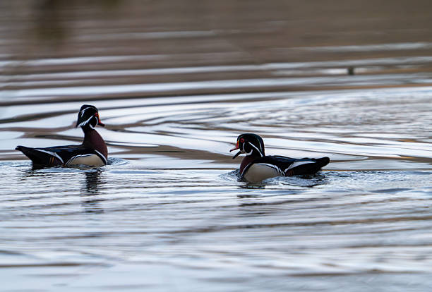 Two male Wood Ducks on the Mill Pond at Frank Melville Memorial Park in Setuaket,  Suffolk County,  Long Island,  NY.