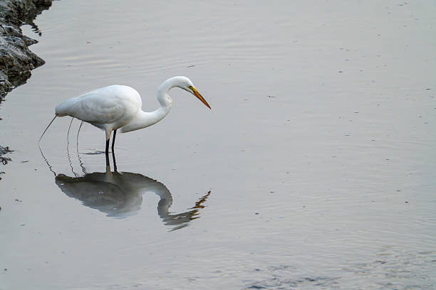 istock Great Egret fishing #1 2211502341