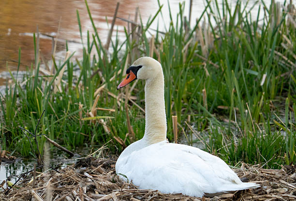 istock Swan sitting on nest #2 2211502355