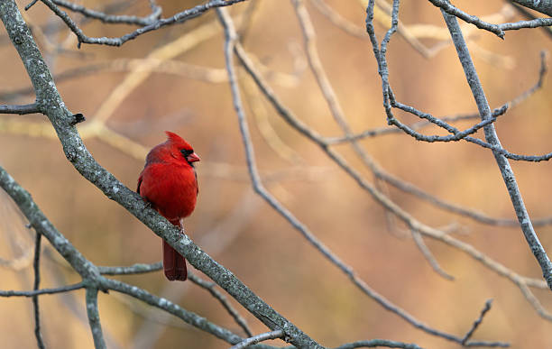 istock Male Northern Cardinal #4 2211502370