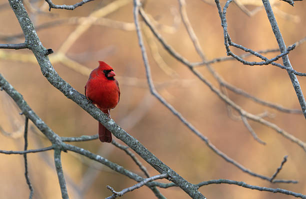 istock Male Northern Cardinal #3 2211502371