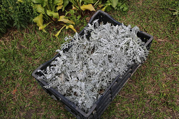 A black container filled with a bunch of gray jacobaea martima. The container is on a grassy area