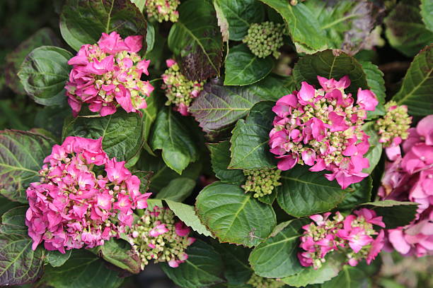 istock Pink hydrangea flowers and green leaves, close-up, top view. 2211502930