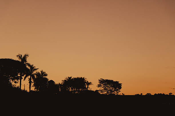 Silhouette of Trees at Sunset