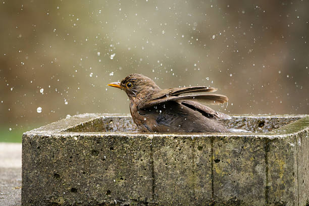 istock blackbird bathes with splashing water 2211504959