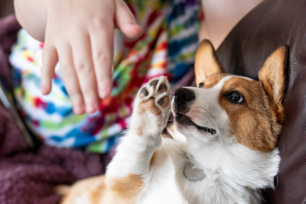 istock A small corgi dog gives a high five with her extended paw 2211505801