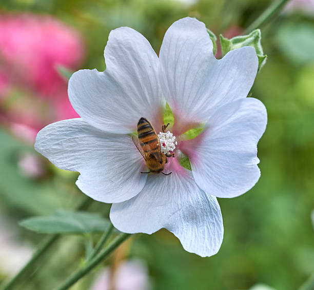 A close-up of a bee collecting nectar from a delicate white hibiscus flower in nature. Featuring vivid details, this image captures the essence of pollination and the beauty of flora and fauna.