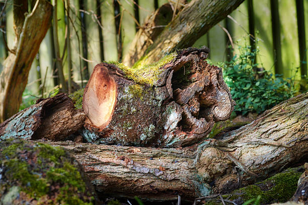 Old fallen tree trunk, rotten and splintered