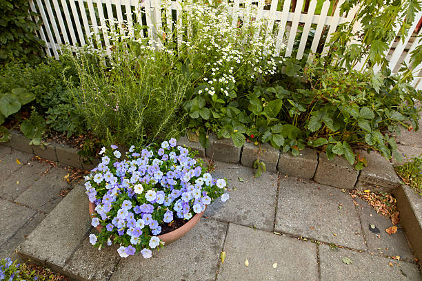 Summergarden photos