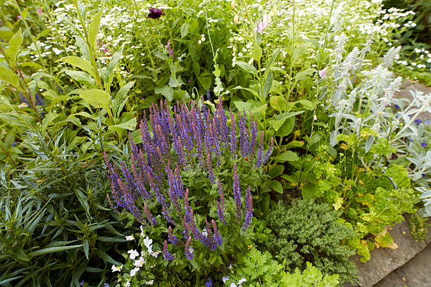 Summergarden photos