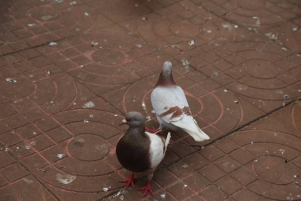 Two pigeons on the floor of an empty square, with red and white circular patterns inlaid on a brown brick pavement. One pigeon is sitting down while the other stands up, resting its head against its chest.