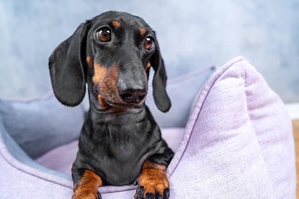 istock Adorable dachshund relaxing in a cozy bed at home 2211508461