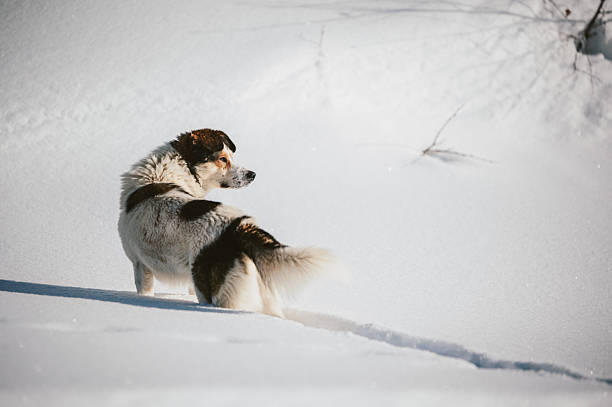 St Bernard sheepdog watching Swiss Alps over Verbier