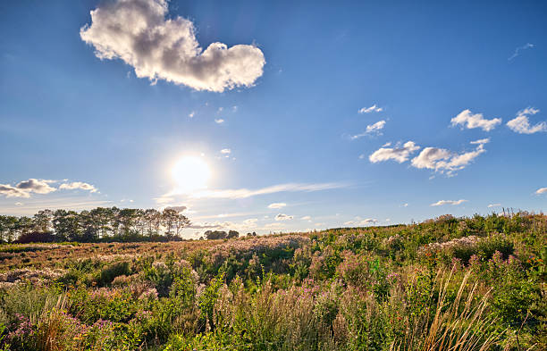 A panoramic view of a serene meadow featuring blooming wildflowers such as Solidago and Achillea alongside verdant grasses. The vibrant blue sky and sunlit atmosphere convey tranquility and natural beauty.