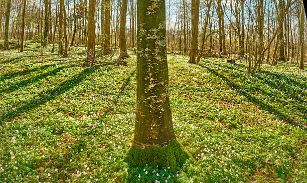 Golden sunlight streams through tall trees in a serene forest, casting intricate shadows and highlighting the vibrant green moss and delicate white wildflowers, anemone, blanketing the ground. A peaceful moment in nature's beauty.