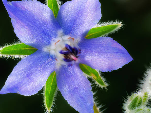 istock Vivid Blue Starflower Embraced by Green in a Light-Dappled Scene 2211508937