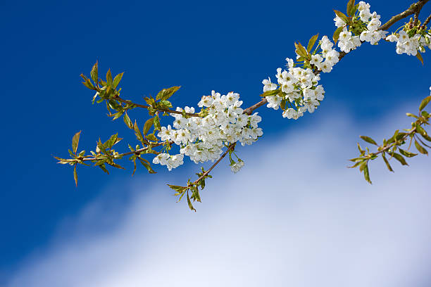 A slender branch of white Prunus serrulata cherry blossoms blooms gracefully, framed against a crisp and vivid azure sky. This evokes spring's renewal and the awakening of nature's tranquil beauty.