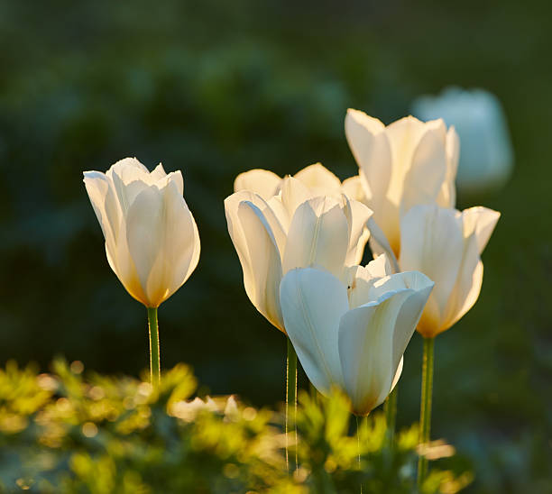 Colorful tulip field, summer flowerwith green leaf with blurred flower as background