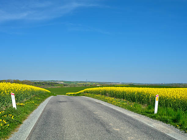 A picturesque countryside road winds between vibrant, golden-yellow rapeseed (Brassica napus) fields under a clear blue sky. This serene landscape evokes a sense of tranquility and natural beauty.