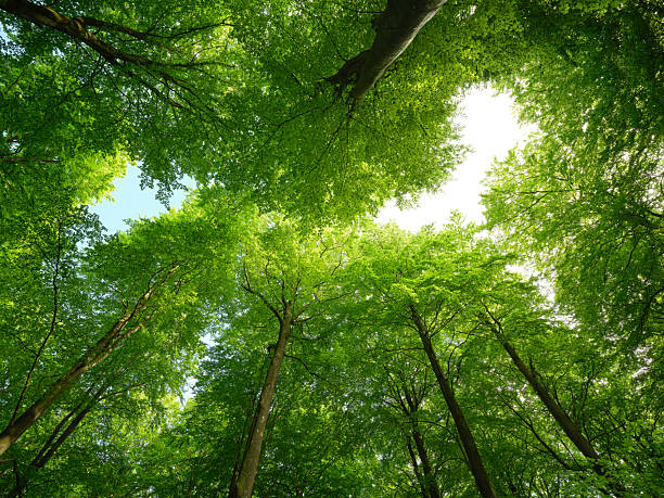 istock Forest canopy view showcasing bright green leaves against the sky 2211509080