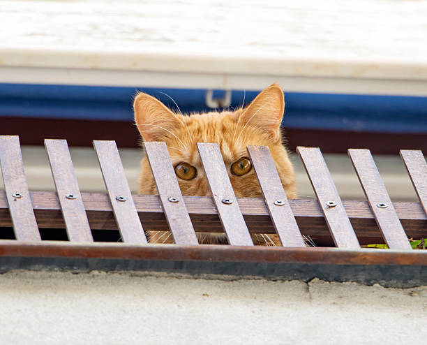 istock A frowning cat looks through a playpen in an open window 2211510199