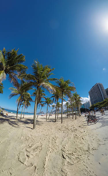 istock Coconut trees on Copacabana Beach in Rio de Janeiro Brazil 2211511607