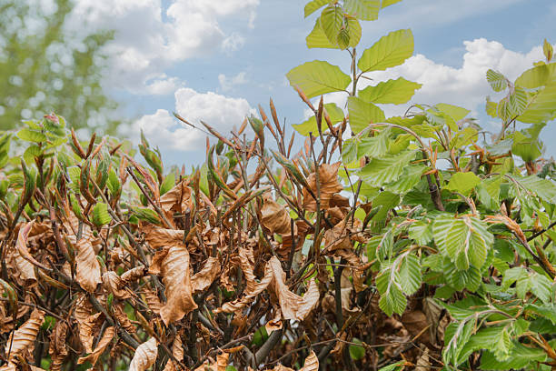 istock Copper beech fagus silvatica atropurpurea leaves change color in spring 2211512122