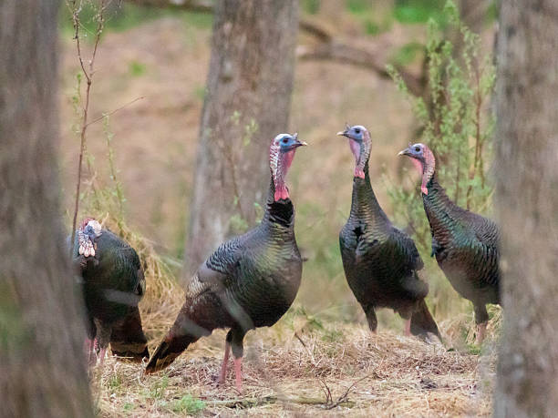 istock Turkeys in the Forest 2211513569