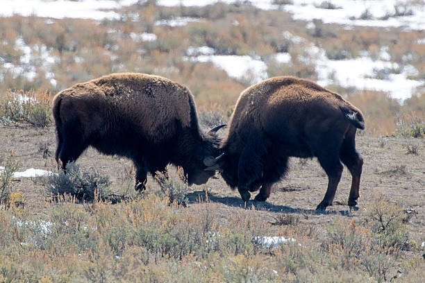 istock Buffalo or bison fighting in Lamar Valley 2211514215