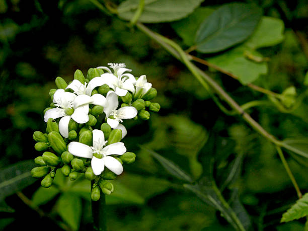 Japanese papaya flower or Cnidoscolus aconitifolius has unisexual flowers, with separate male and female flowers. This flower has a white crown with 5 strands.