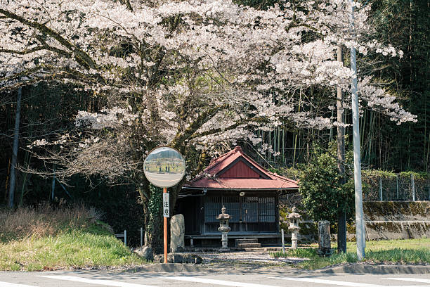 istock Cherry blossoms and old buildings 2211516689