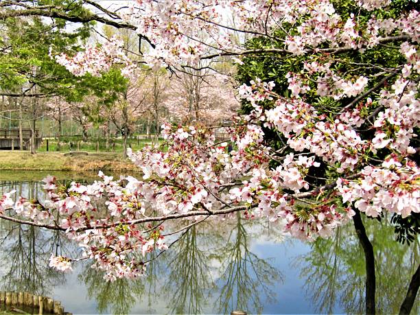 istock Japan. March. Cherry blossom at the pond. 2211516851