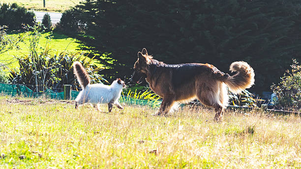 Cat and a dog sniffing each other german shepherd and ragdoll cat