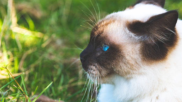 istock Ragdoll cat cute fluffy clean in nature green grass 2211516919