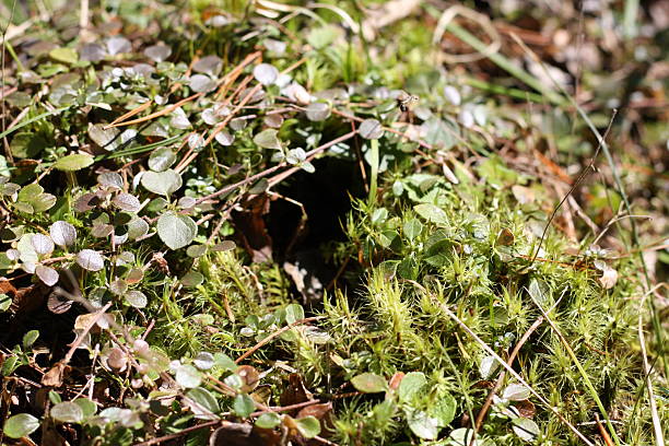 istock Close up of a mossy vine covered forest floor 2211518164